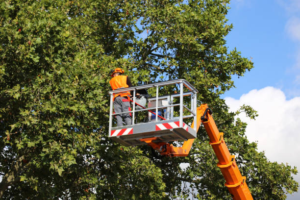 Best Tree Cabling and Bracing  in Port Edwards, WI