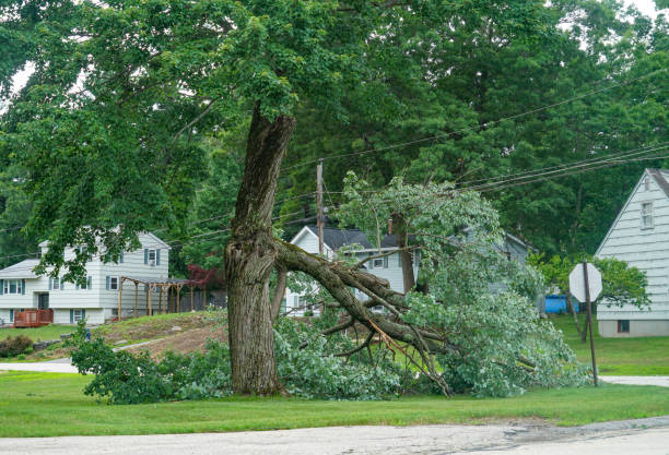 Best Commercial Tree Services  in Port Edwards, WI