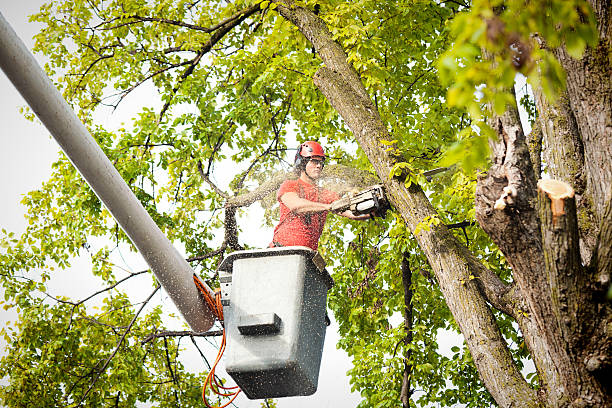 Best Seasonal Cleanup (Spring/Fall)  in Port Edwards, WI